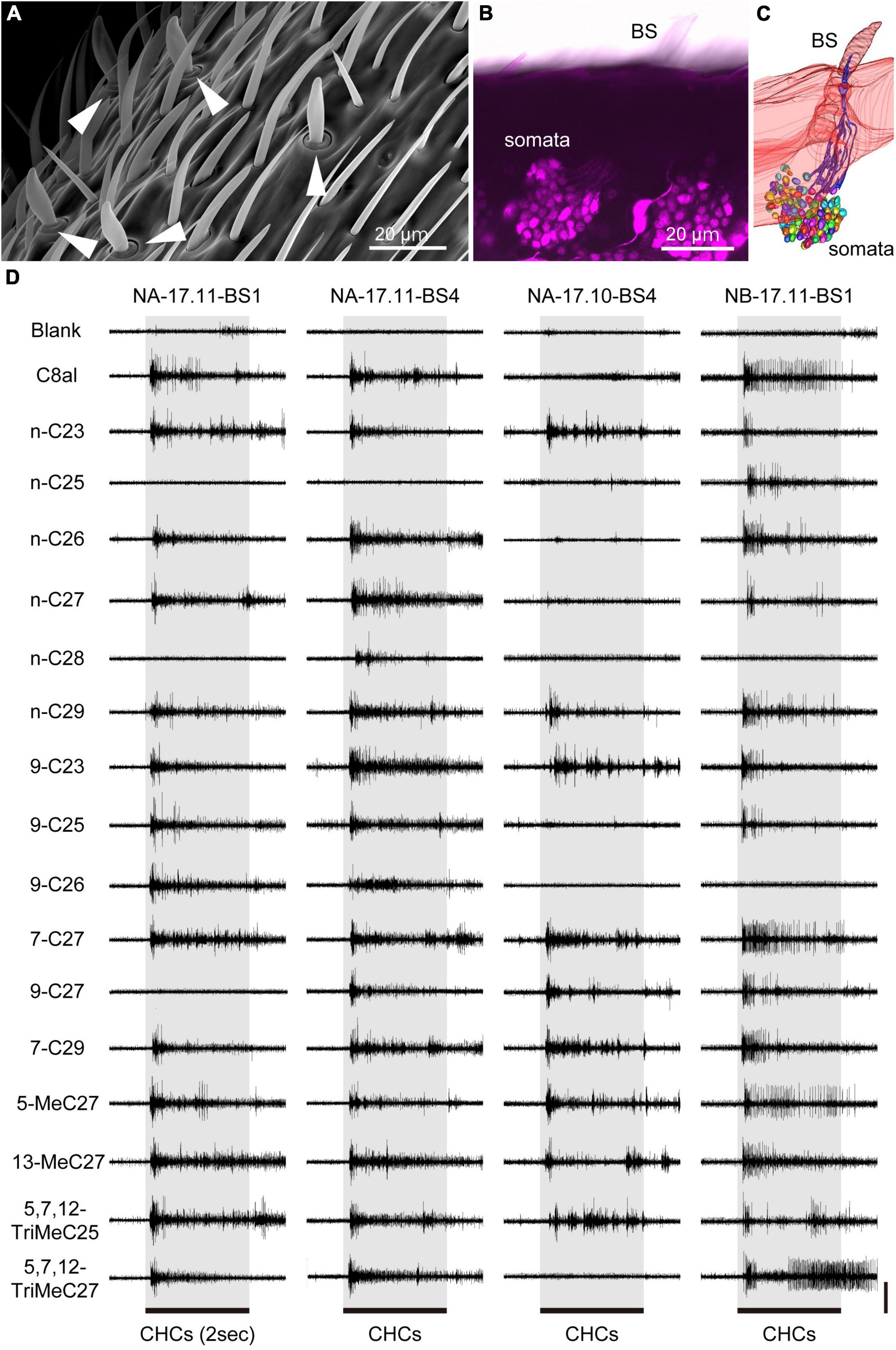 Cuticular hydrocarbon reception by sensory neurons in basiconic sensilla of the Japanese carpenter ant